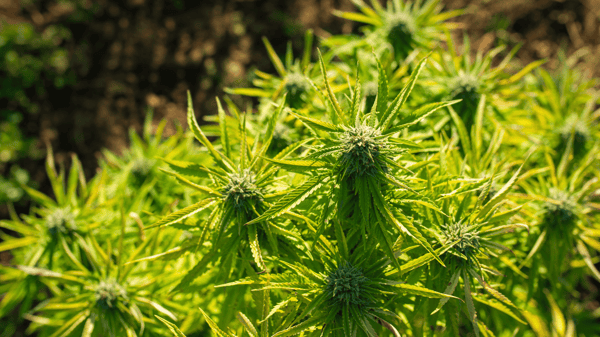 &Agrave; propos de Cannabise