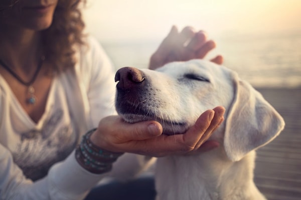 CASMINTON Dog Training Solutions Overview