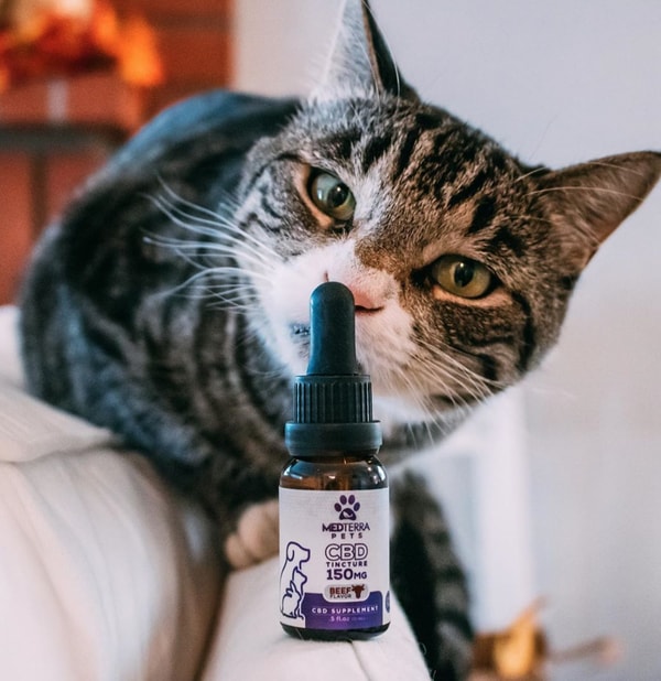 CBD.co Review