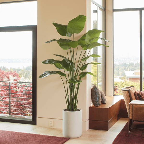CG Hunter 8' Bird of Paradise Tree Review