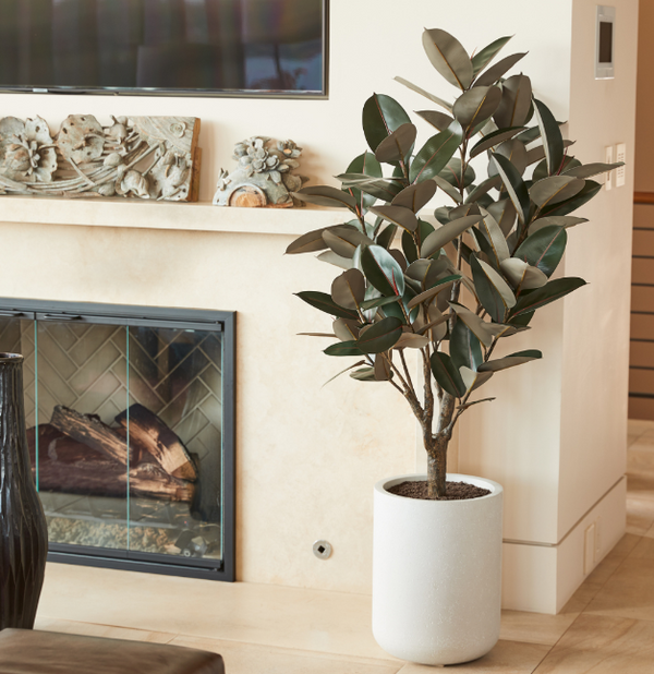 CG Hunter 5' Rubber Ficus Tree Review