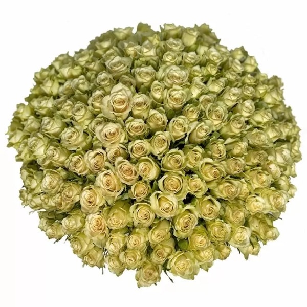 Chelsea Florals 200 Luxury White Roses Review