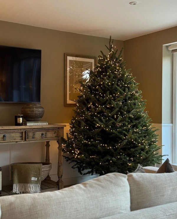 Overview of Christmas Trees Direct