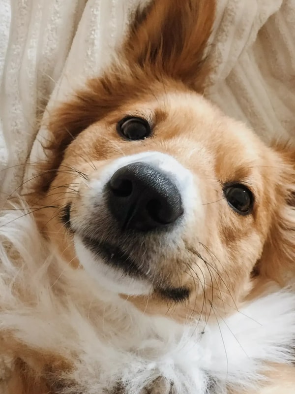 Cleos Hunde-Krankenversicherung Bewertung