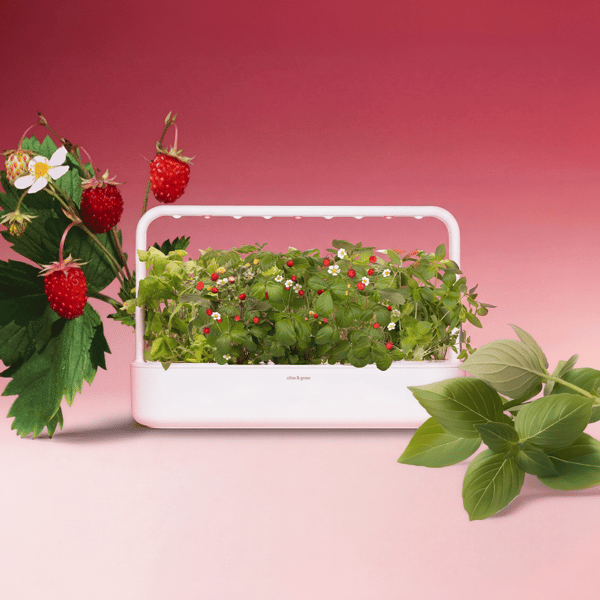 Click & Grow Summer Sweets Mix Review