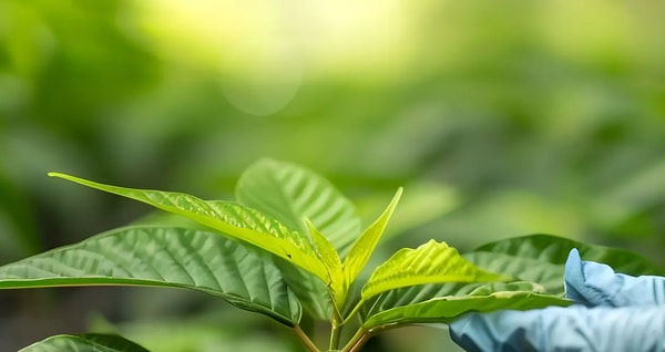 Conclusion of Club13 Kratom reviews & ratings
