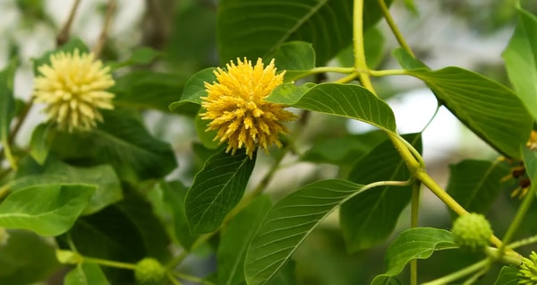 Detailed Overview of Club13 Kratom and Its Offerings