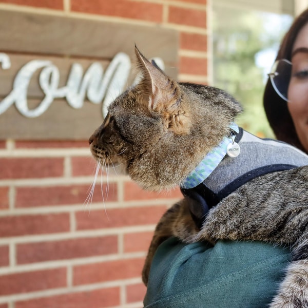 Coastal Pet ElastaCat Flex Fit Cat Collar Review