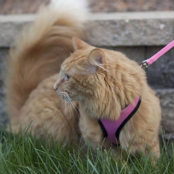 Coastal Pet Comfort Soft Cat Harness review