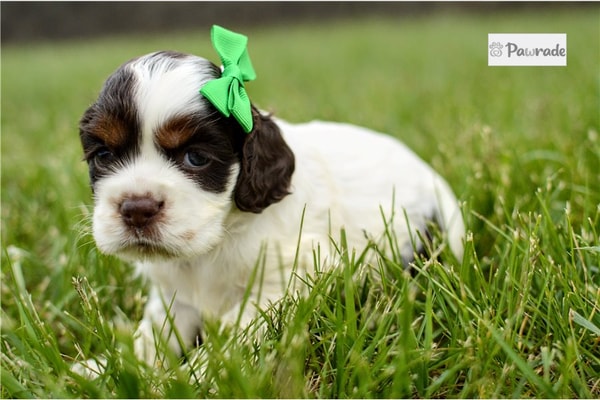 Pawrade Trixie Cocker Spaniel Review