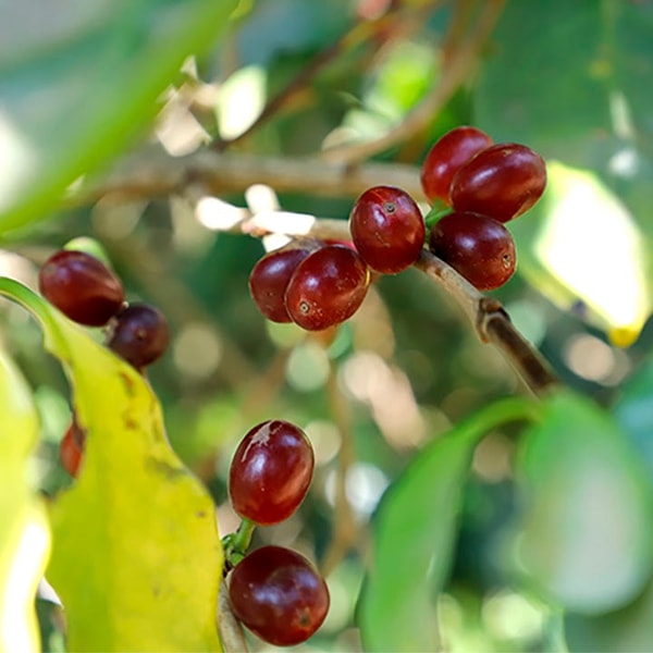 Coffee Verdi エルサルバドル・パカマラ レビュー