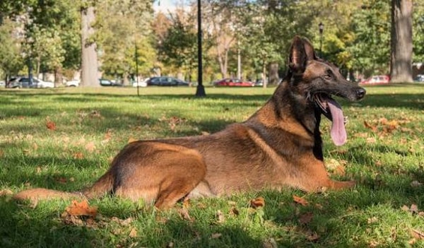About Consider The Dog