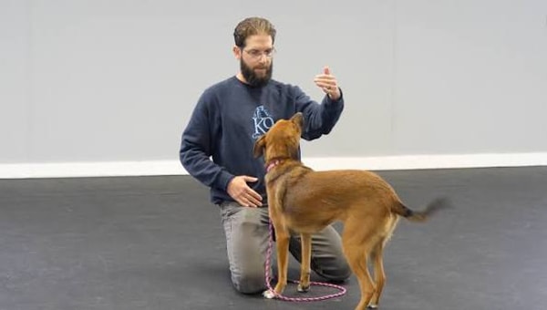 Consider The Dog Review