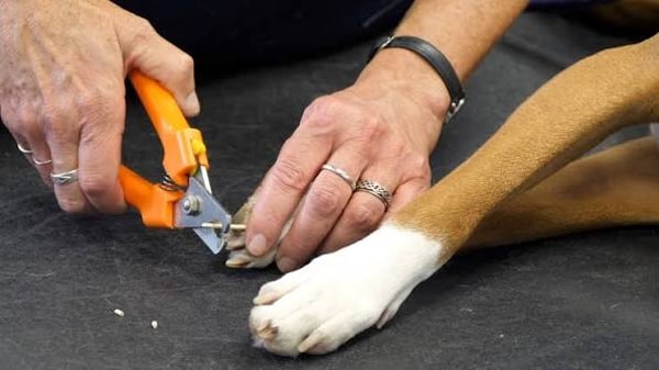 Consider The Dog Basic Obedience Review