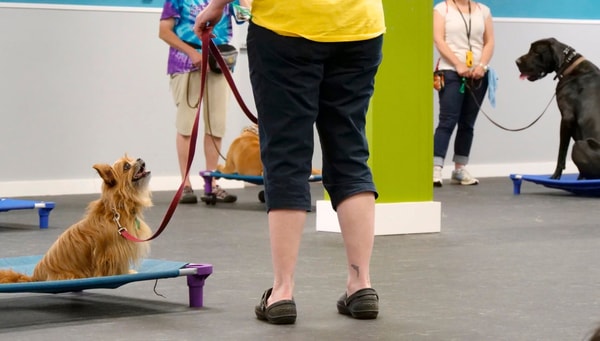 Consider The Dog Resource Guarding Rehabilitation Review