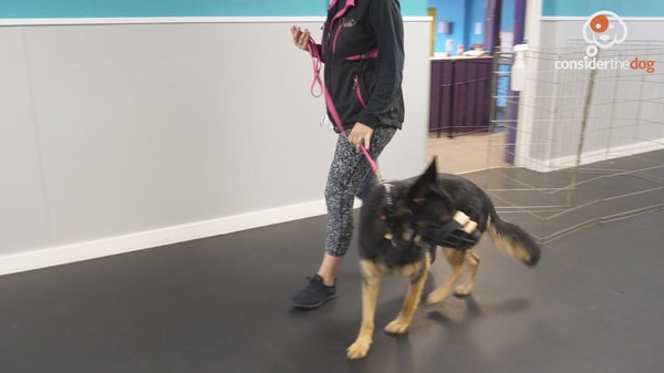 Consider The Dog Separation Anxiety Review
