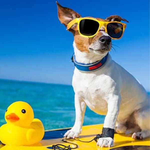 Corsica Ferries Dog Fare Rese&ntilde;a