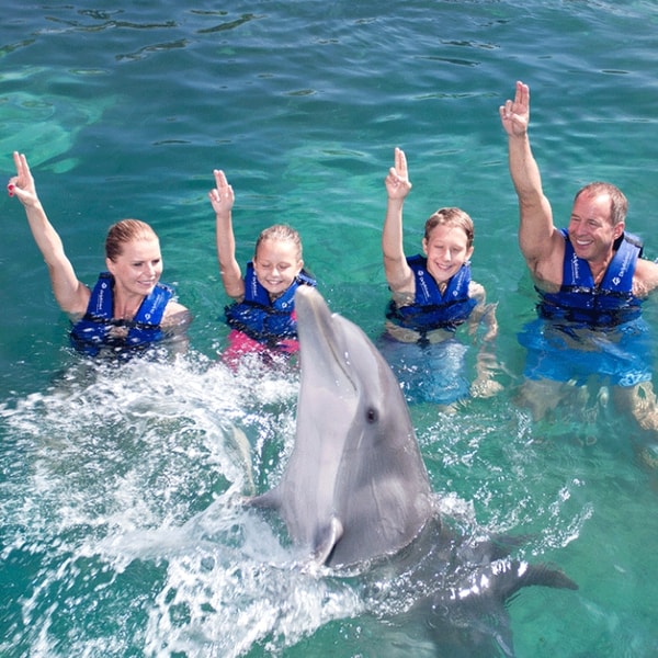 Delphinus Review