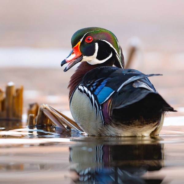 Delta Waterfowl Supporter Membership Review