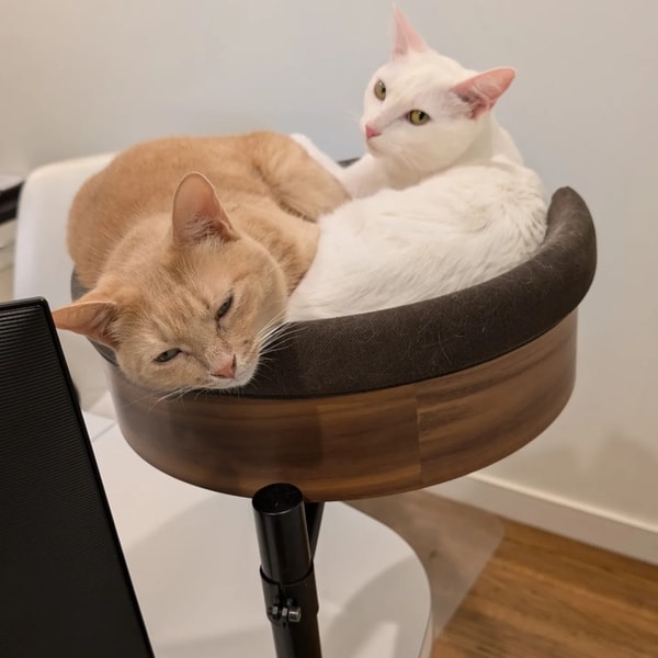 About Desk Nest Cat Beds