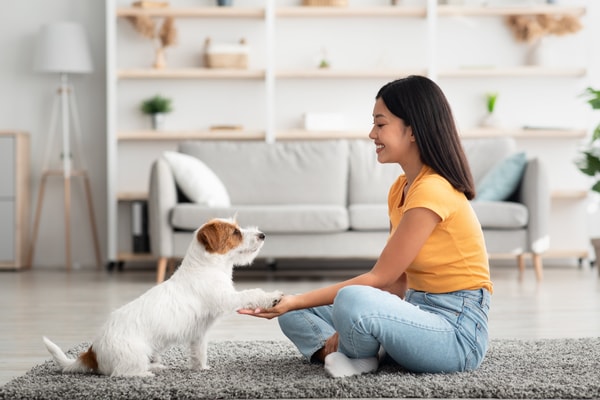 About Dog Academy