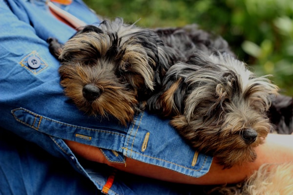 Dog Academy Basic Obedience Training Review
