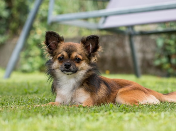 Dog Academy Puppy Socialization Classes Review