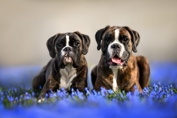 Revival Animal Health Review