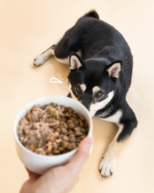 Overzicht van Dog Chef en zijn werking