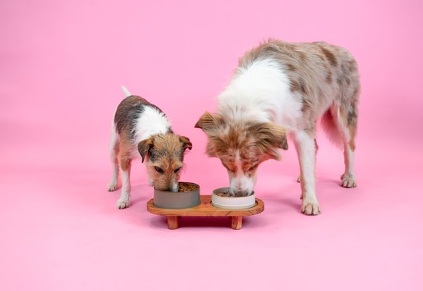 Dog Chef Beoordeling 