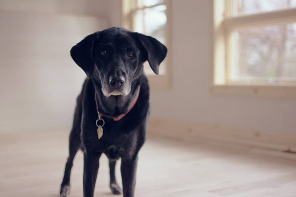 DOG FIT by PreThis Bewertung
