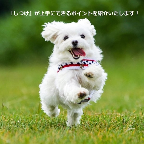 Dog Food Koubouについて