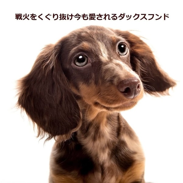 Dog Food Koubouの概要