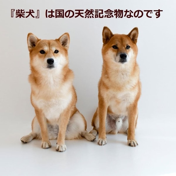 Dog Food Koubou レビュー