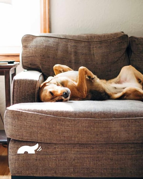 Informazioni su Dog Heroes
