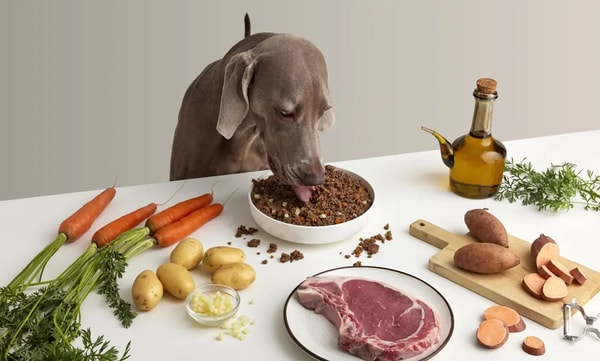 Dogfy Diet Recettes B&oelig;uf Avis