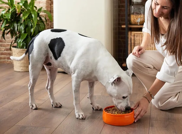 Dogfy Diet Avis