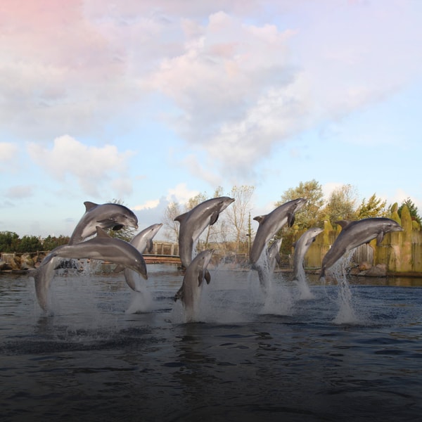 Over Dolfinarium