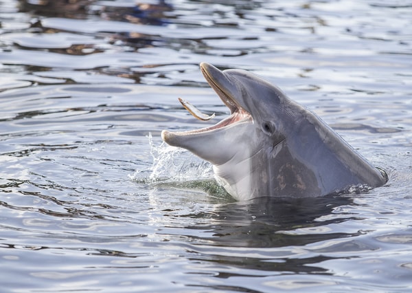 Dolfinarium Marine Animal Shows Beoordeling