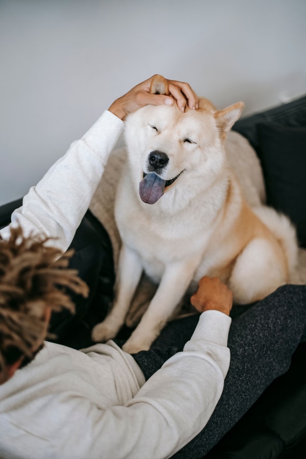 &Uuml;ber DrPetcare.de