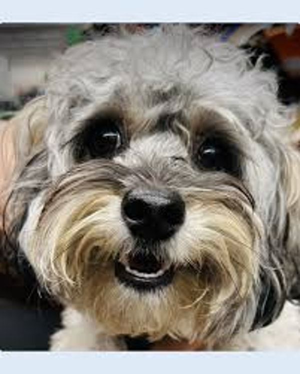 Dylan\'s Pet Food Review