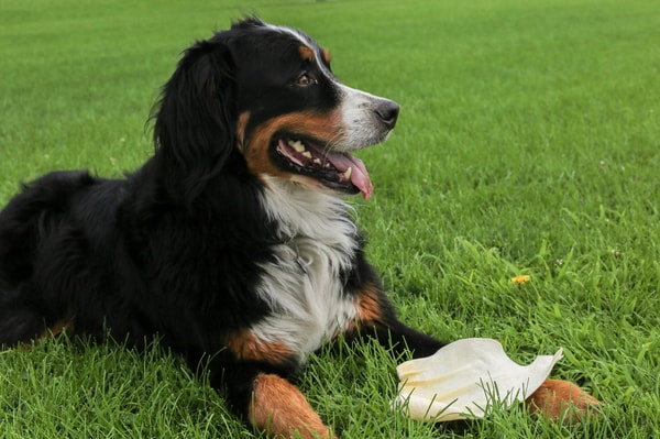 EcoKind Pet Treats Overview 