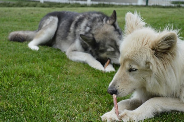 About EcoKind Pet Treats