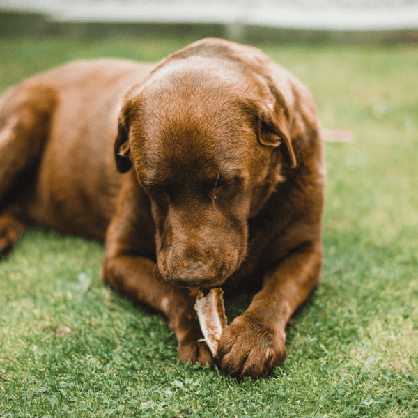 EcoKind Pet Treats Review