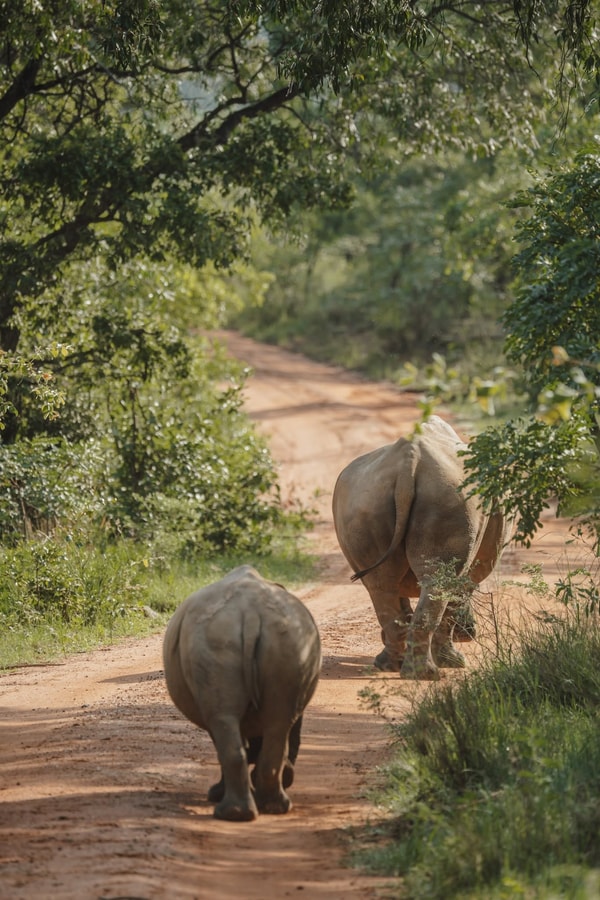 About Elephants Crossing Lodges