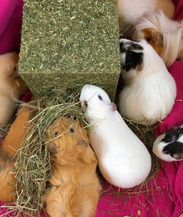 ePaws I Love Hay Cube Review
