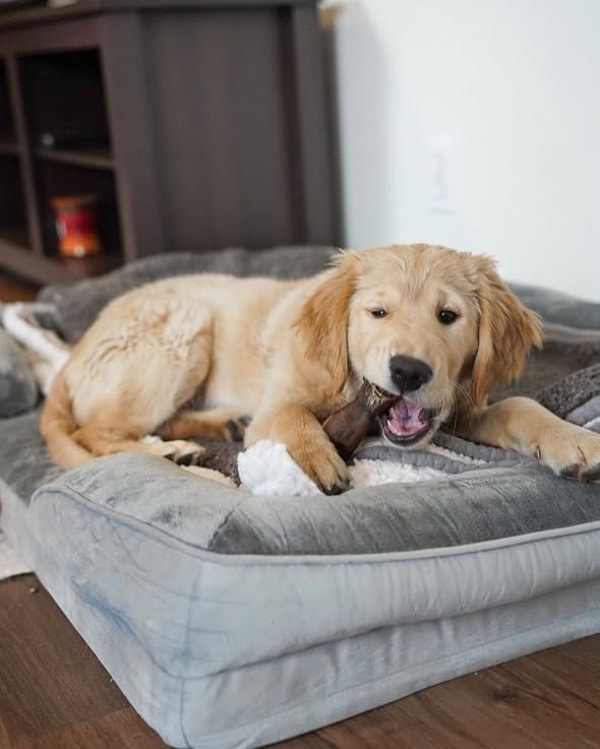 Farm Hounds Review
