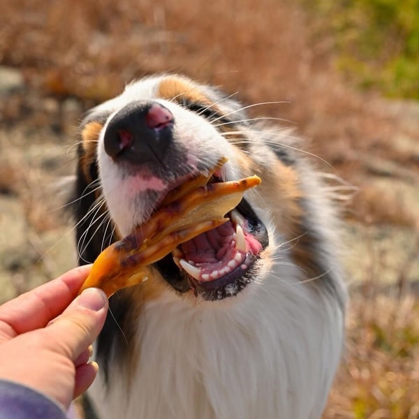 About Farm Hounds