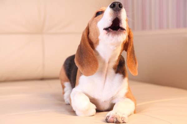 About Fetch Happy Store