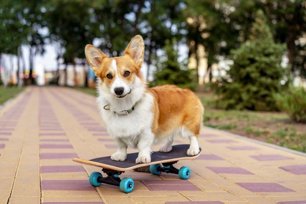 Fetch Happy Store Review